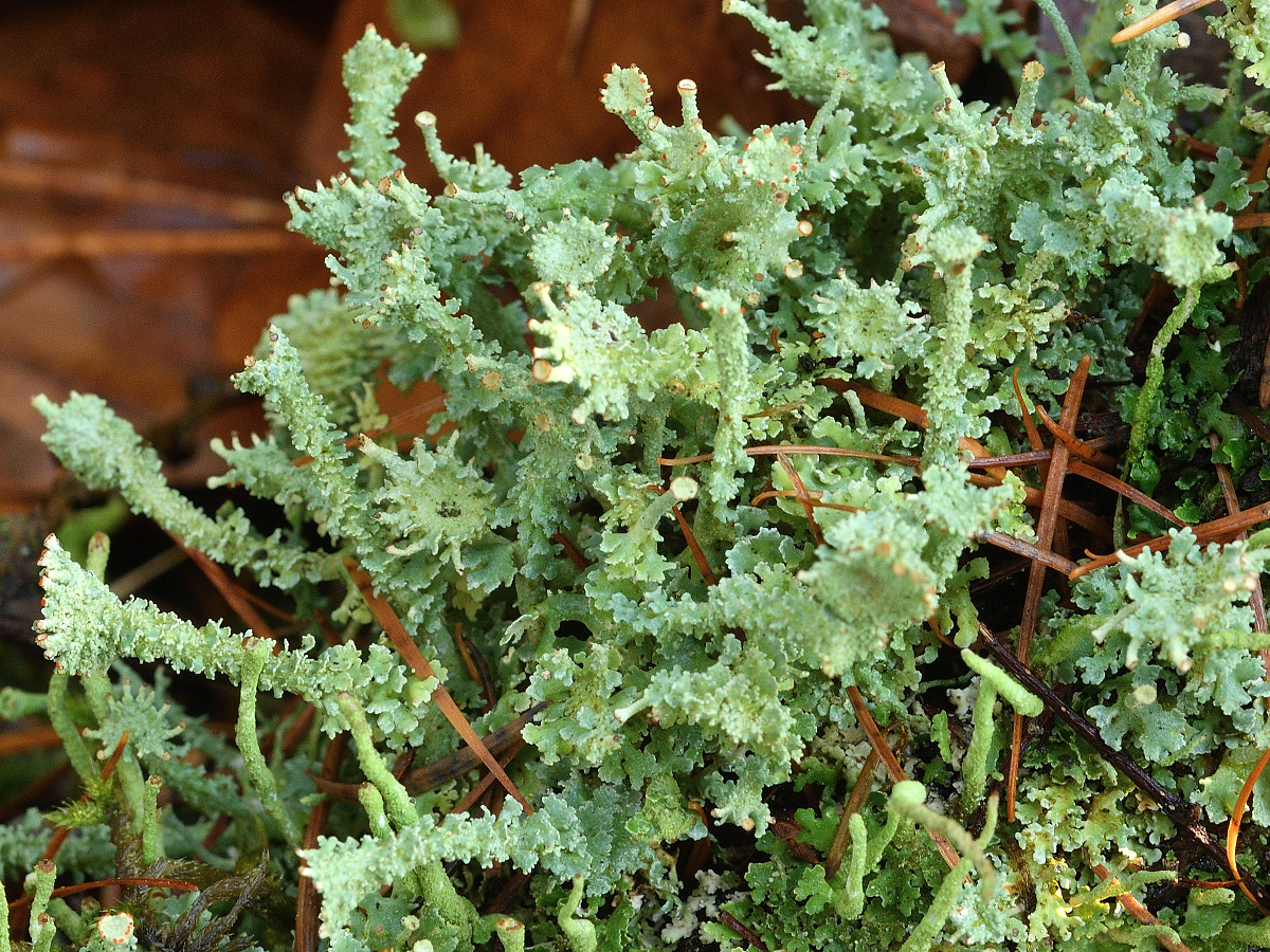 Cladonia ramulosa (door Jan Freijer)