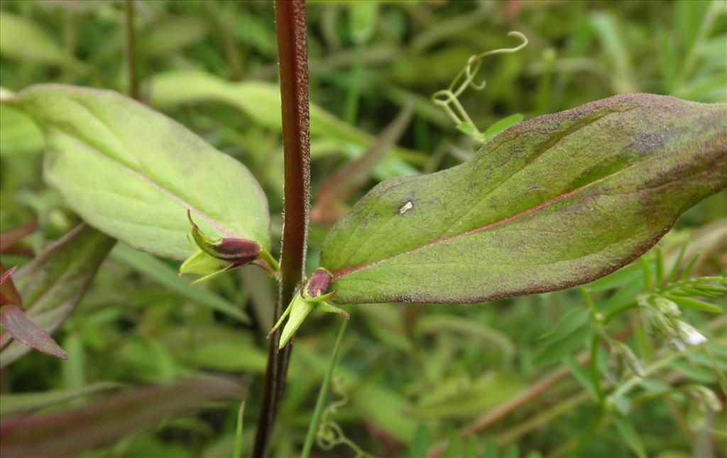 Melampyrum pratense (door Bert Verbruggen)