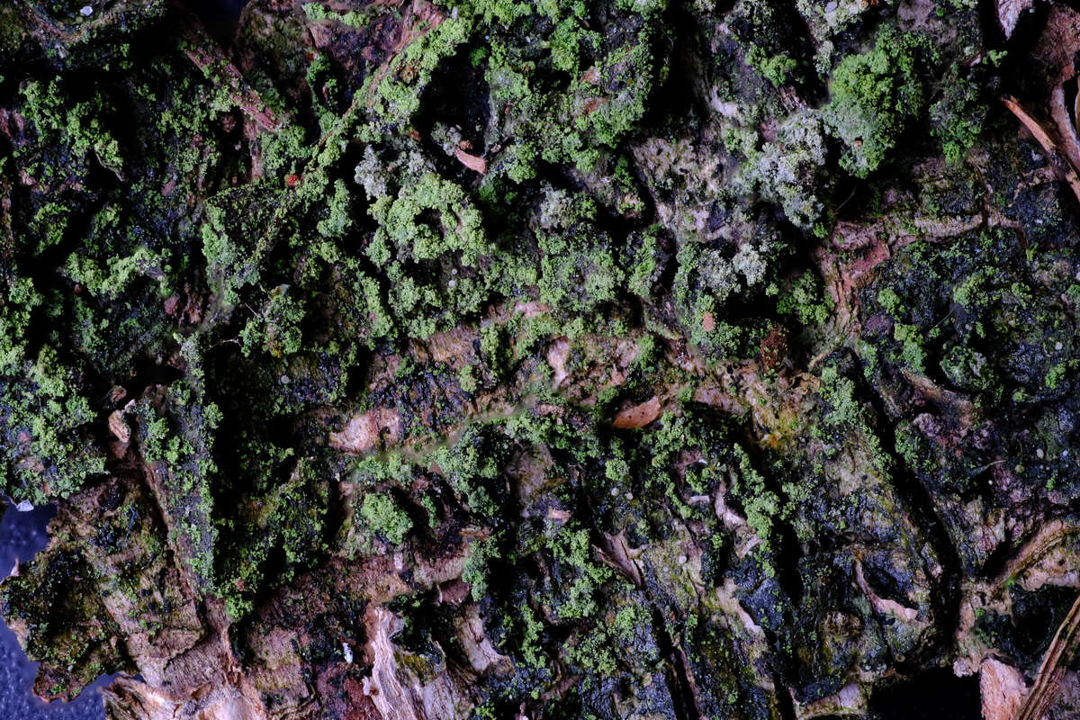 Micarea subviridescens (door Hans Toetenel)
