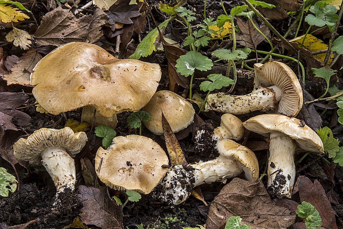 Cortinarius paracephalixus (door Nico Dam)