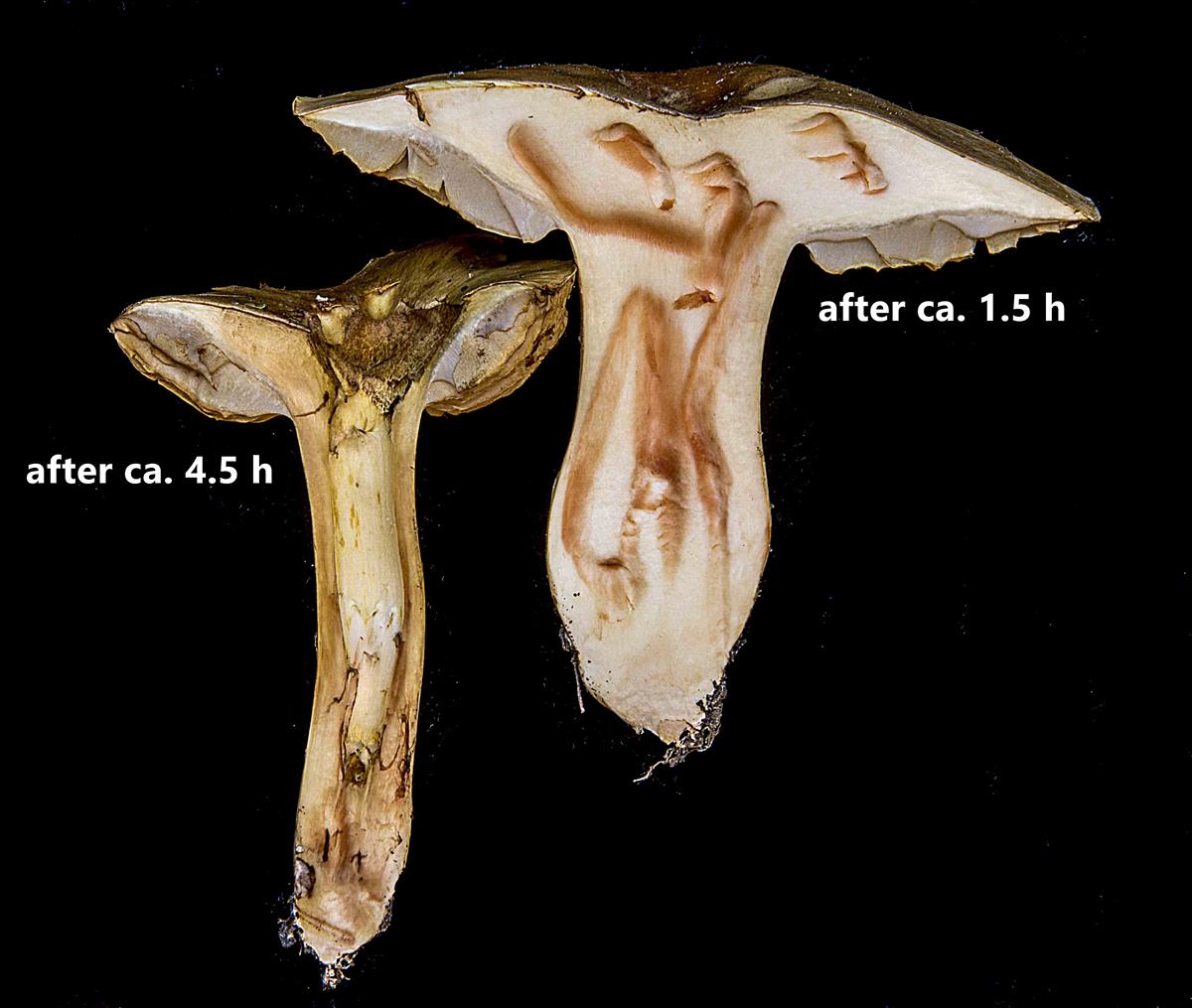 Cortinarius paracephalixus (door Nico Dam)