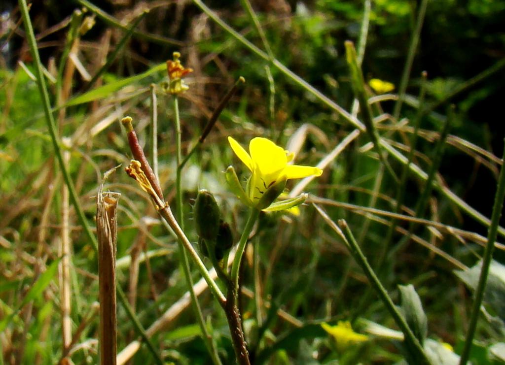 Diplotaxis muralis (door Joop Verburg)