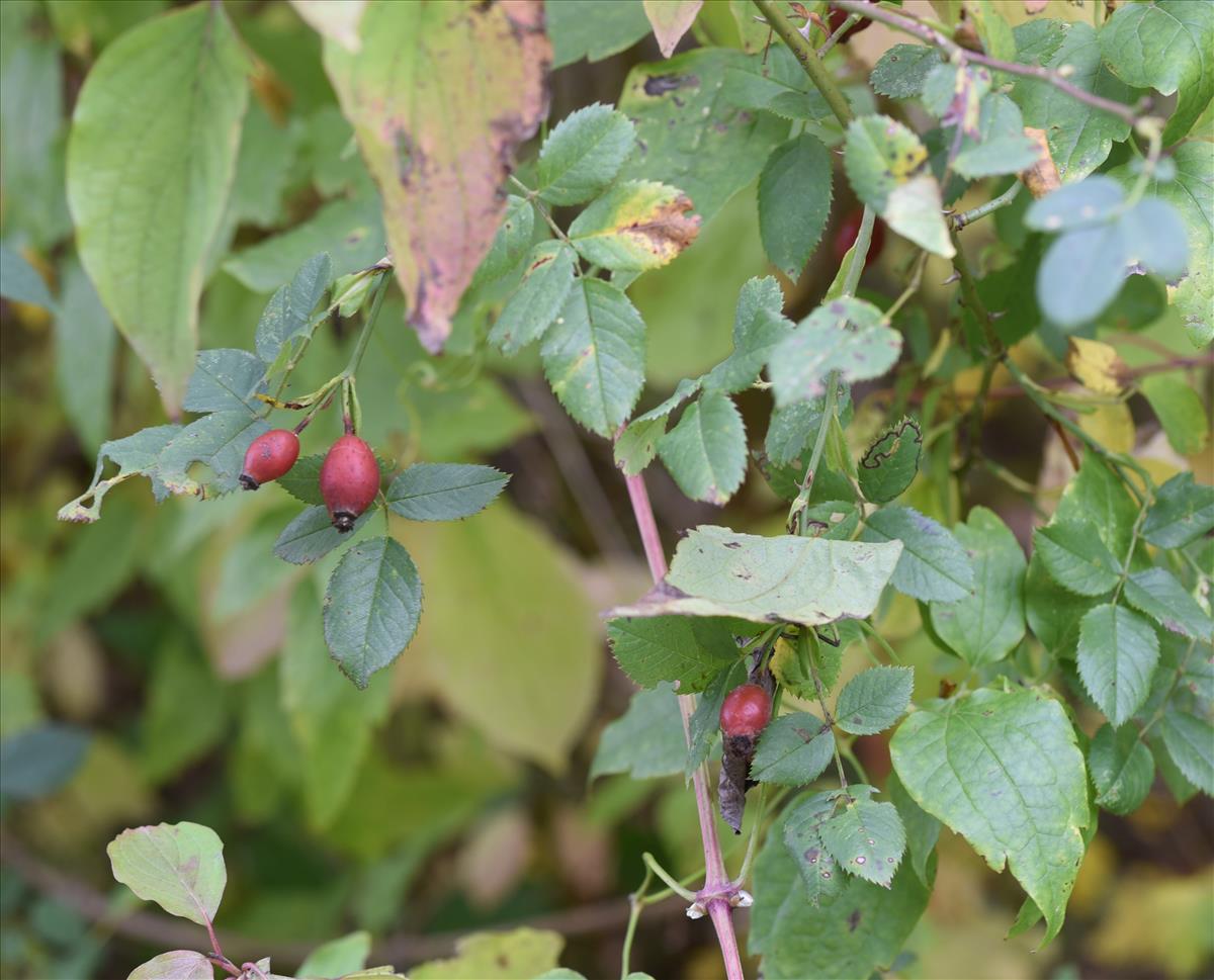 Rosa x timbalii (door Jan Klinckenberg)