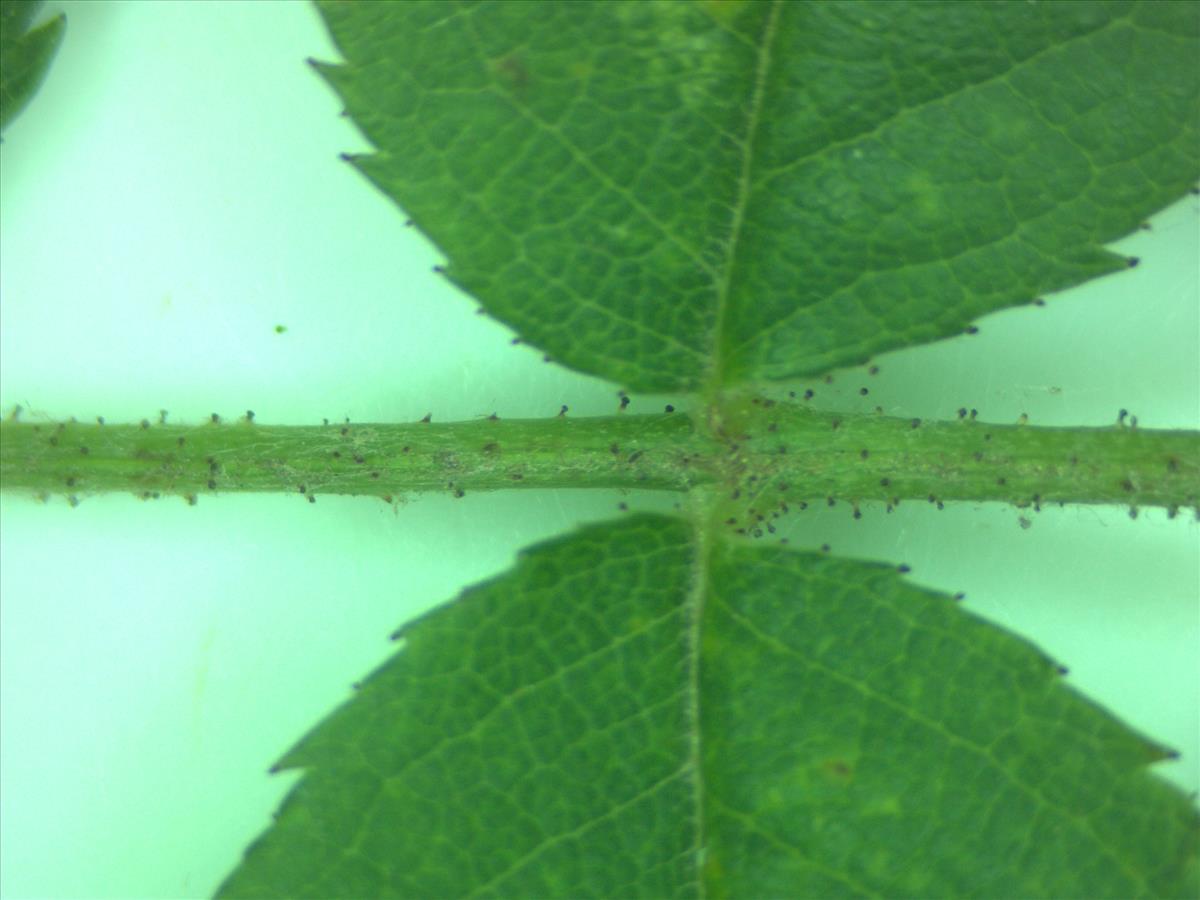 Rosa x timbalii (door Jan Klinckenberg)