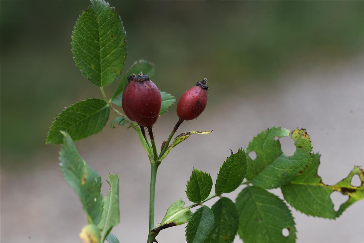 Rosa x timbalii (door Jan Klinckenberg)
