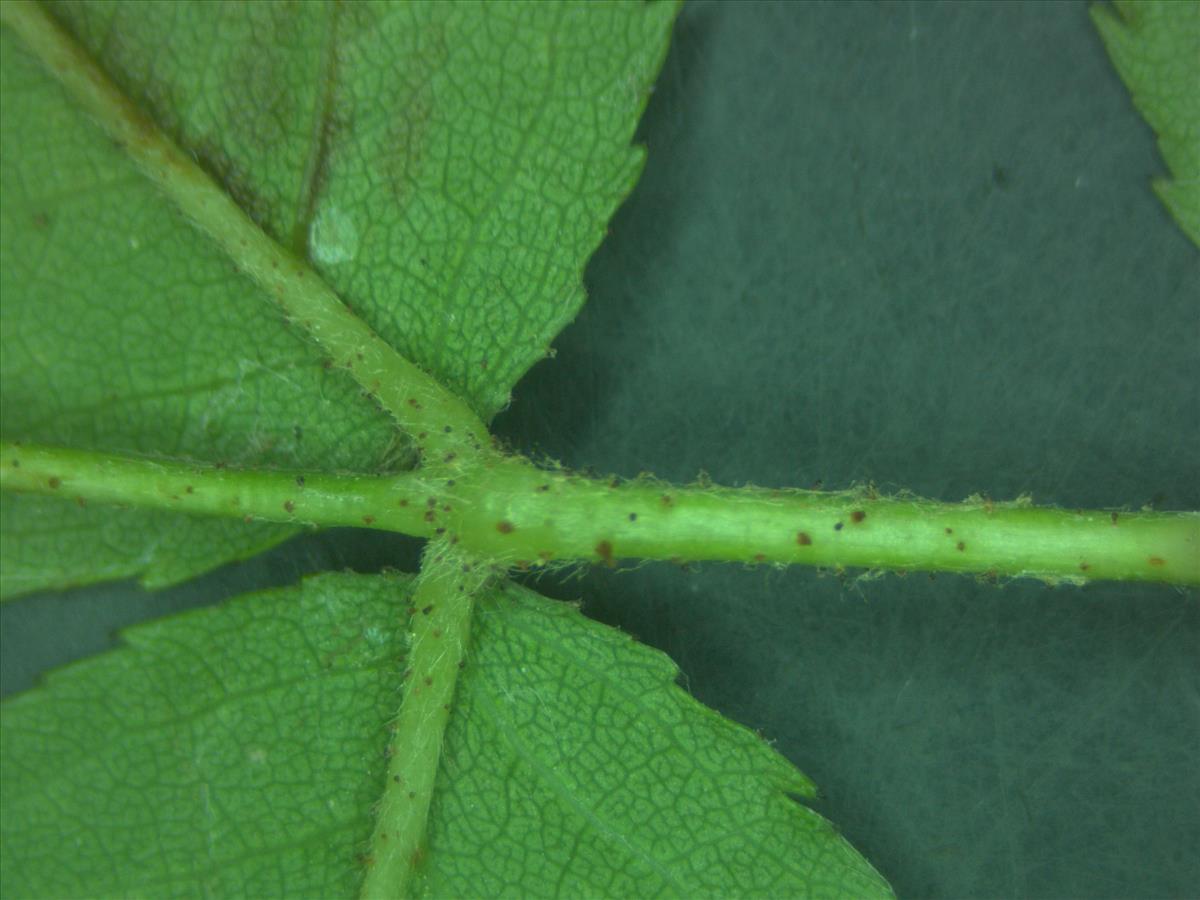 Rosa x timbalii (door Jan Klinckenberg)