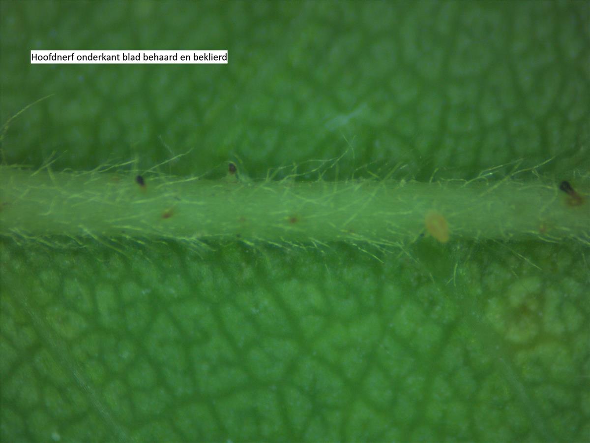 Rosa x timbalii (door Jan Klinckenberg)