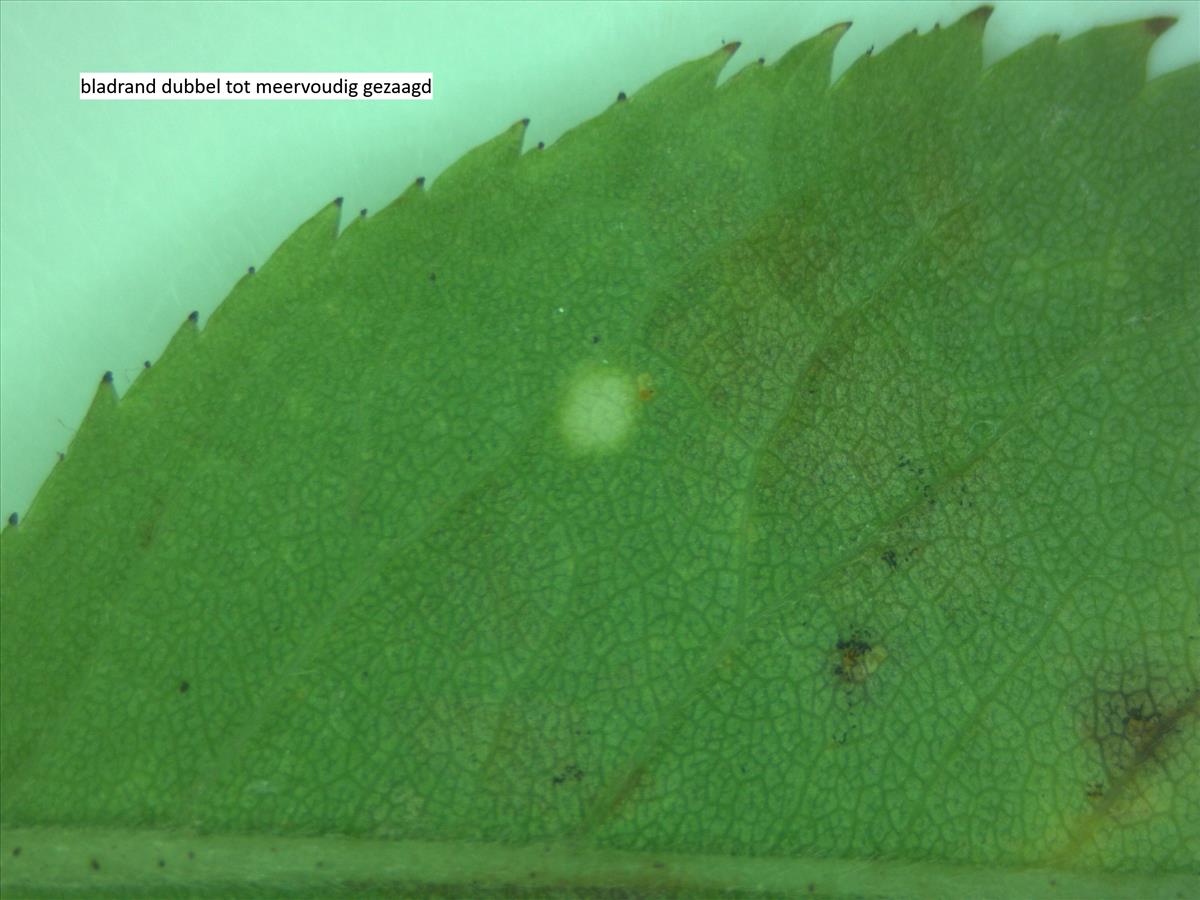 Rosa x timbalii (door Jan Klinckenberg)