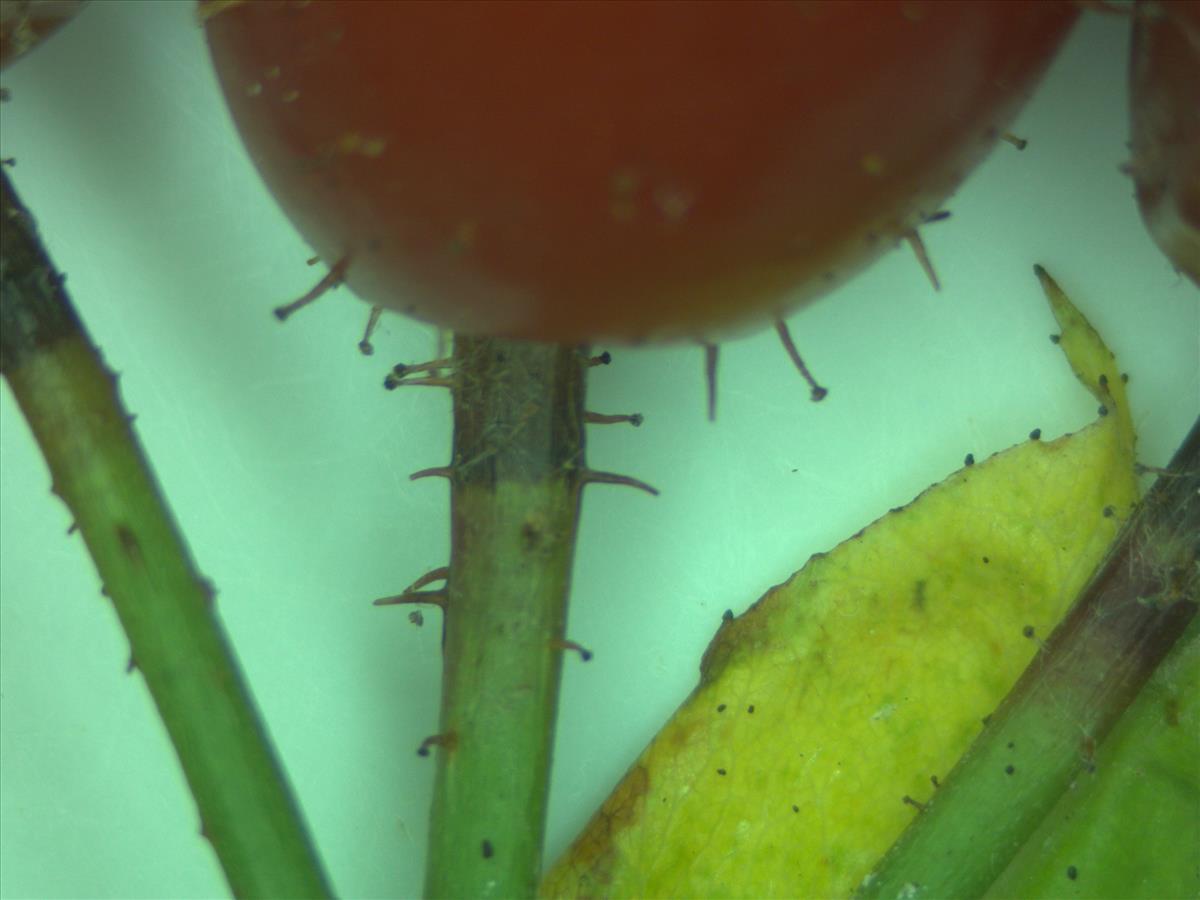 Rosa x timbalii (door Jan Klinckenberg)