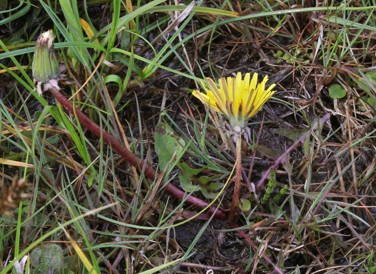 Taraxacum haematicum (door Jelle J. Hofstra)