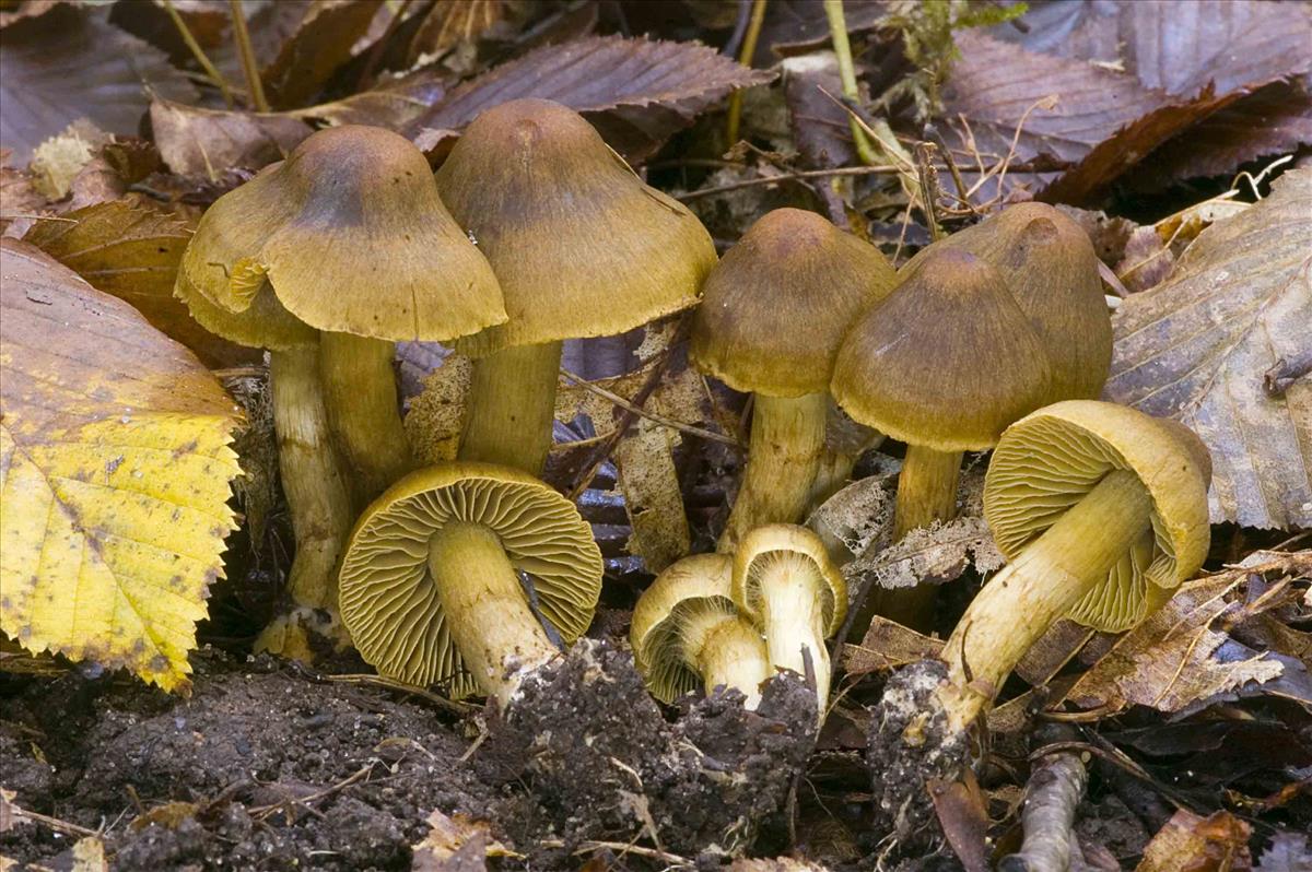 Cortinarius olivaceofuscus (door Nico Dam)