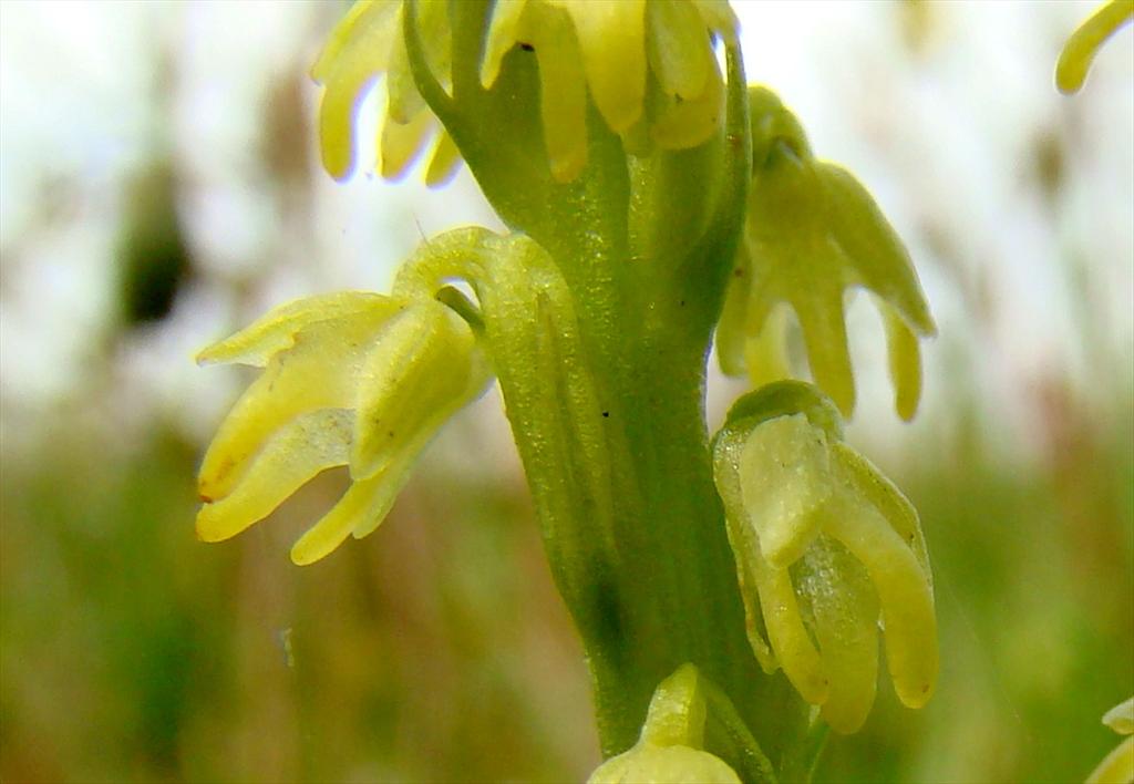 Herminium monorchis (door Joop Verburg)