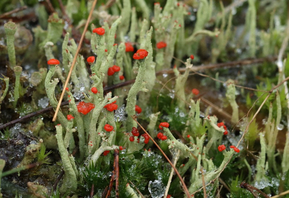 Cladonia macilenta (door Arjan Bakker)