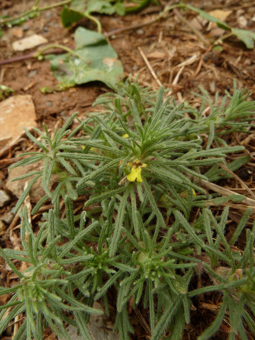 Ajuga chamaepitys (door Marian Baars)