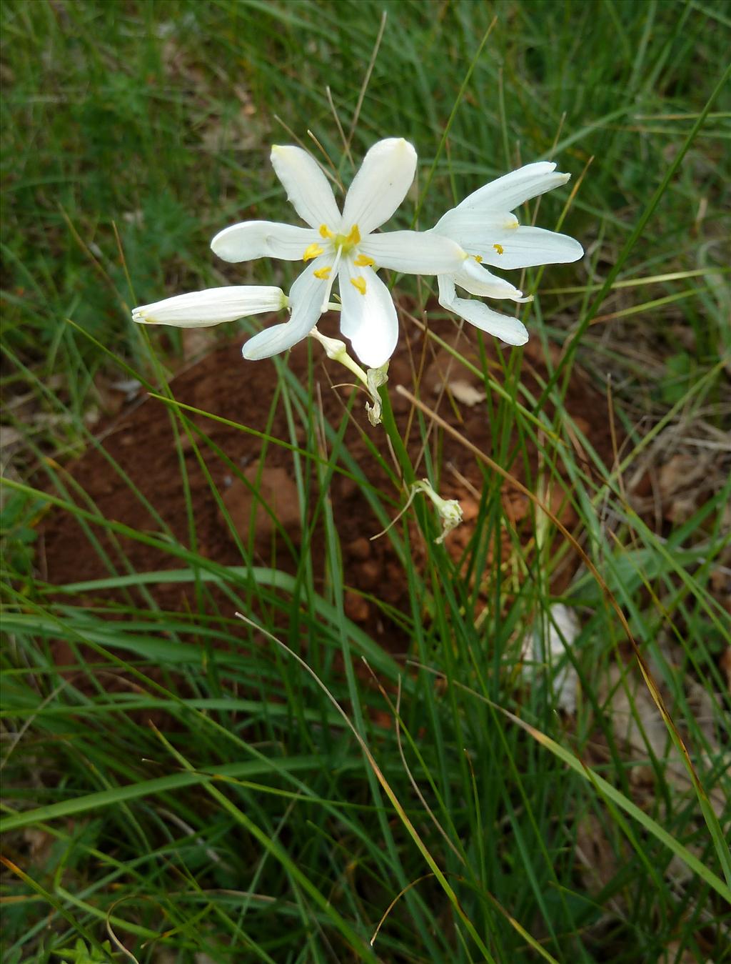 Anthericum liliago (door Marian Baars)