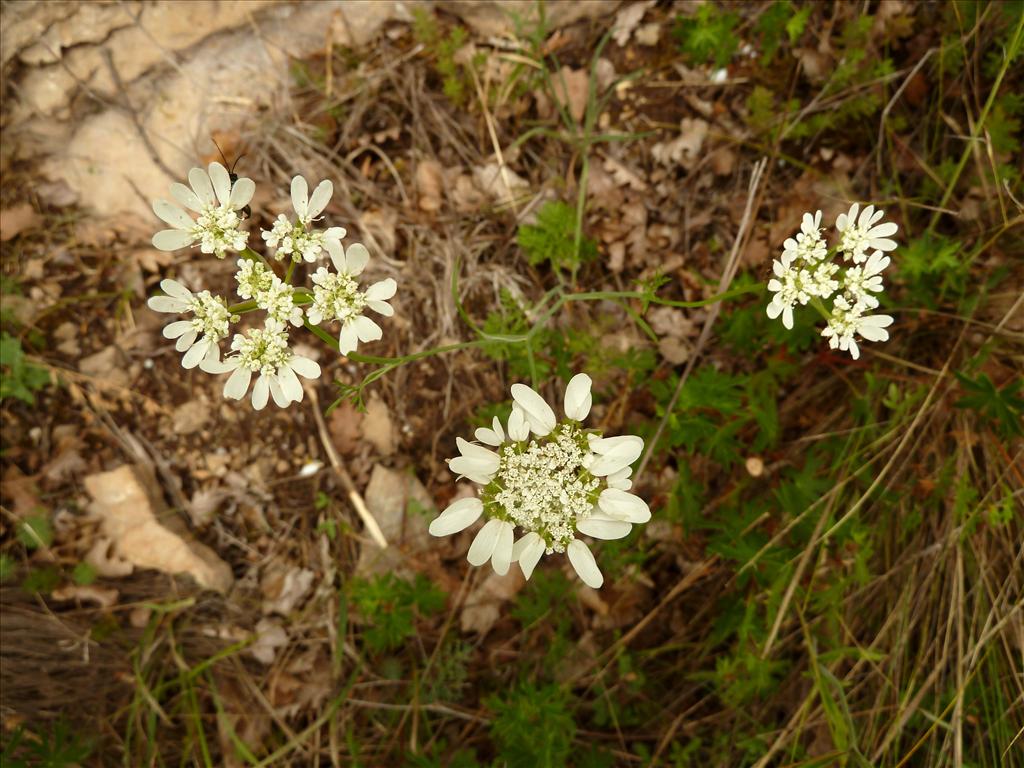 Orlaya grandiflora (door Marian Baars)