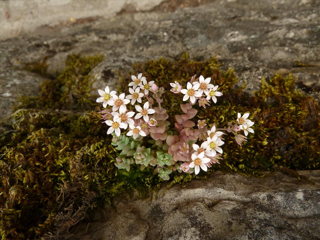 Sedum dasyphyllum (door Marian Baars)