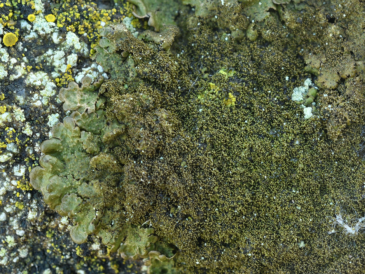 Melanelixia fuliginosa (door Jan Freijer)