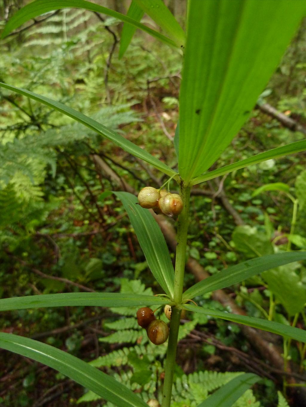 Polygonatum verticillatum (door Marian Baars)