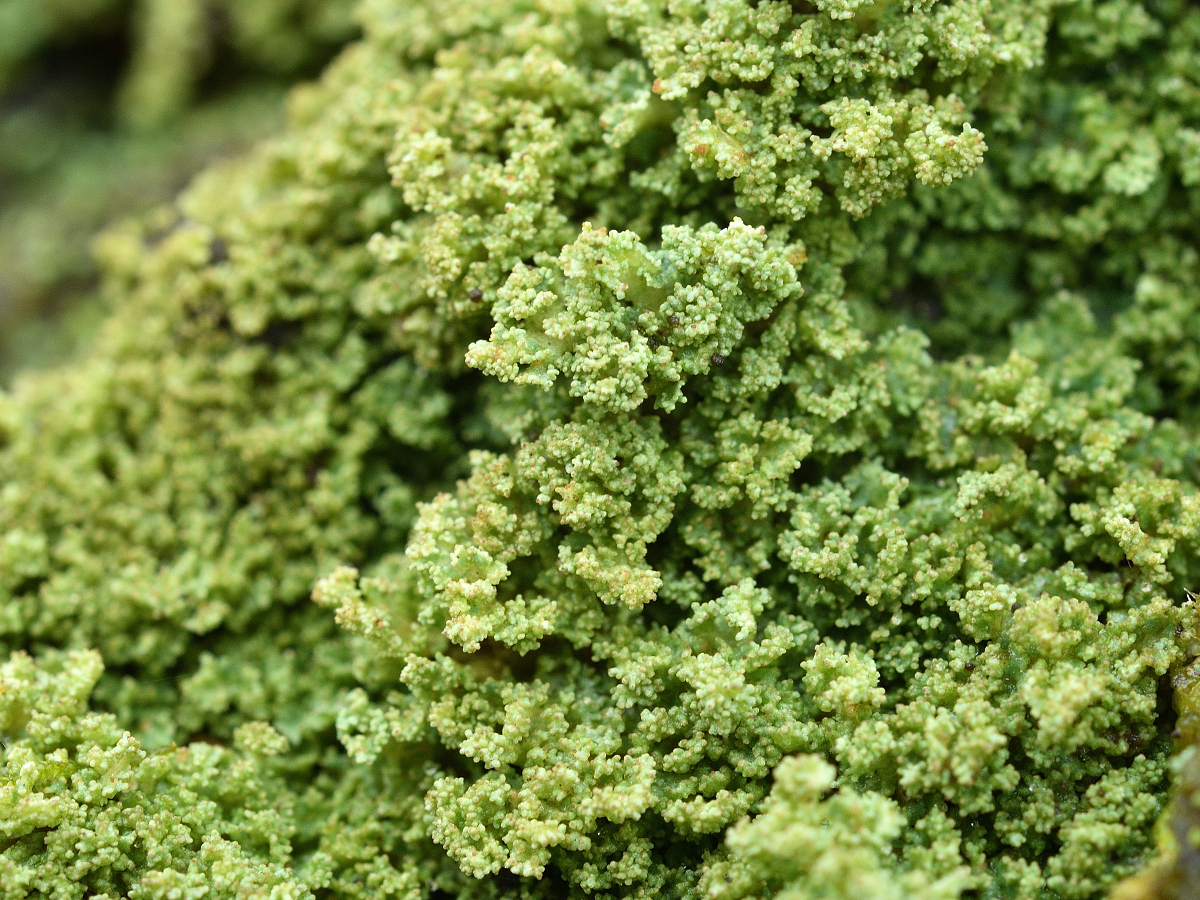 Cladonia parasitica (door Jan Freijer)