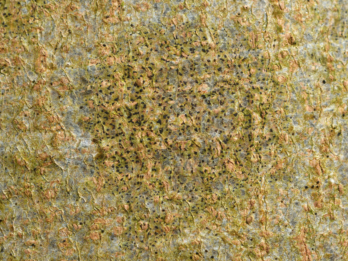Arthonia didyma (door Jan Freijer)