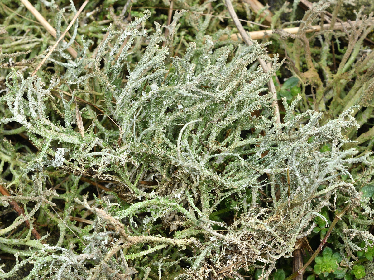 Cladonia scabriuscula (door Jan Freijer)