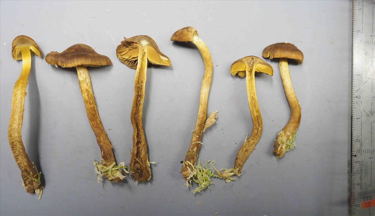 Cortinarius subfusipes (door Inge Somhorst)