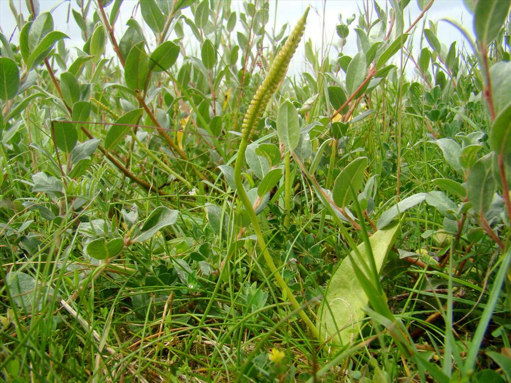 Ophioglossum vulgatum (door Joop Verburg)