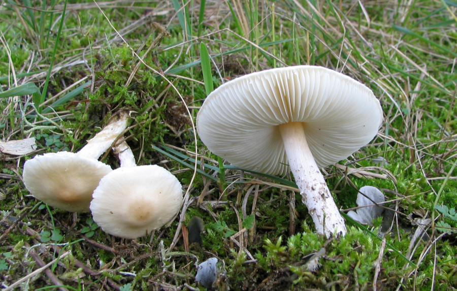 Lepiota erminea (door Paul Coene)