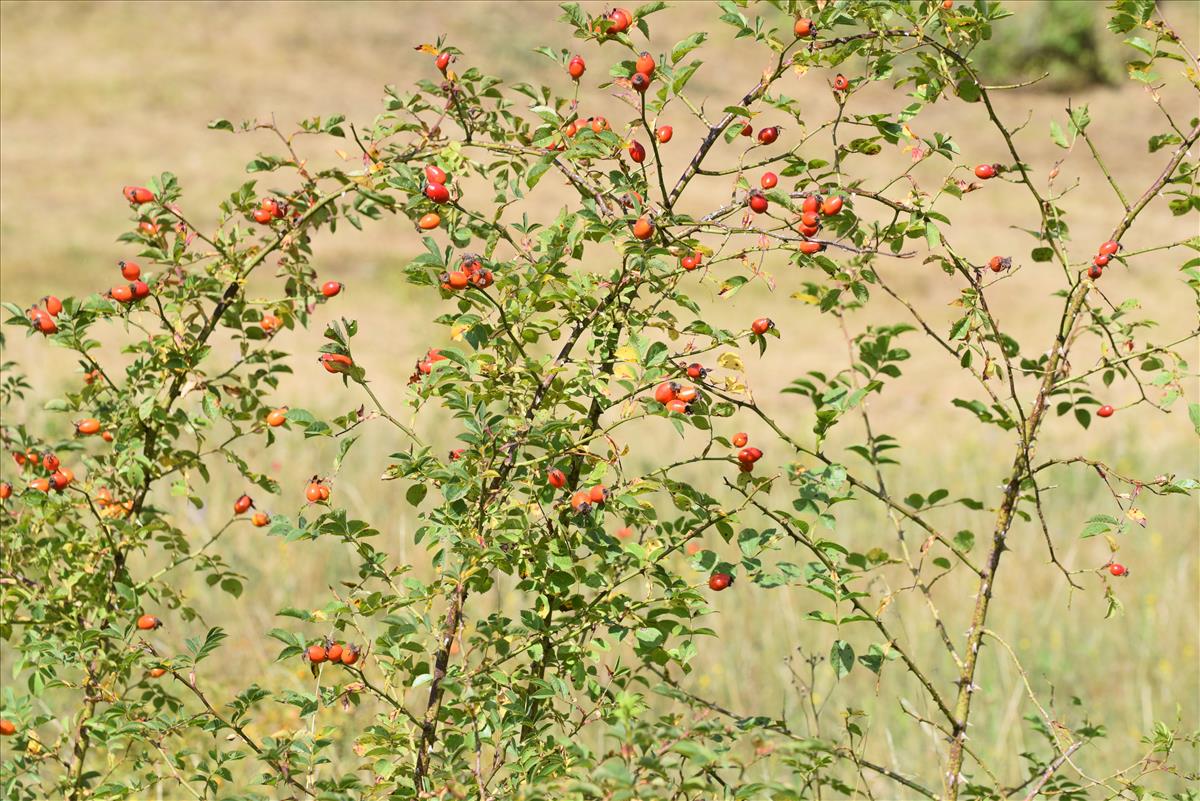 Rosa x insignis (door Jan Klinckenberg)