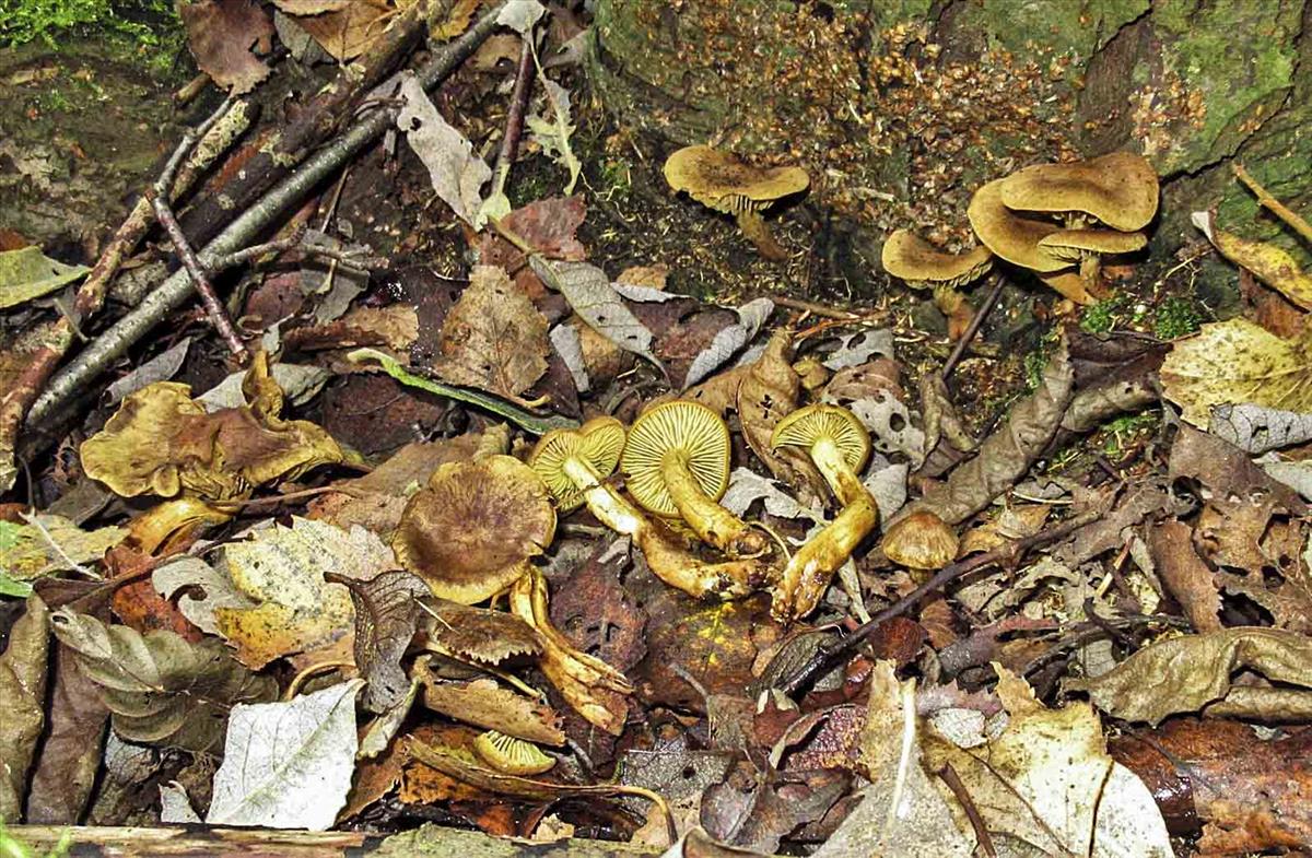 Cortinarius cinnamomeoluteus (door Inge Somhorst)