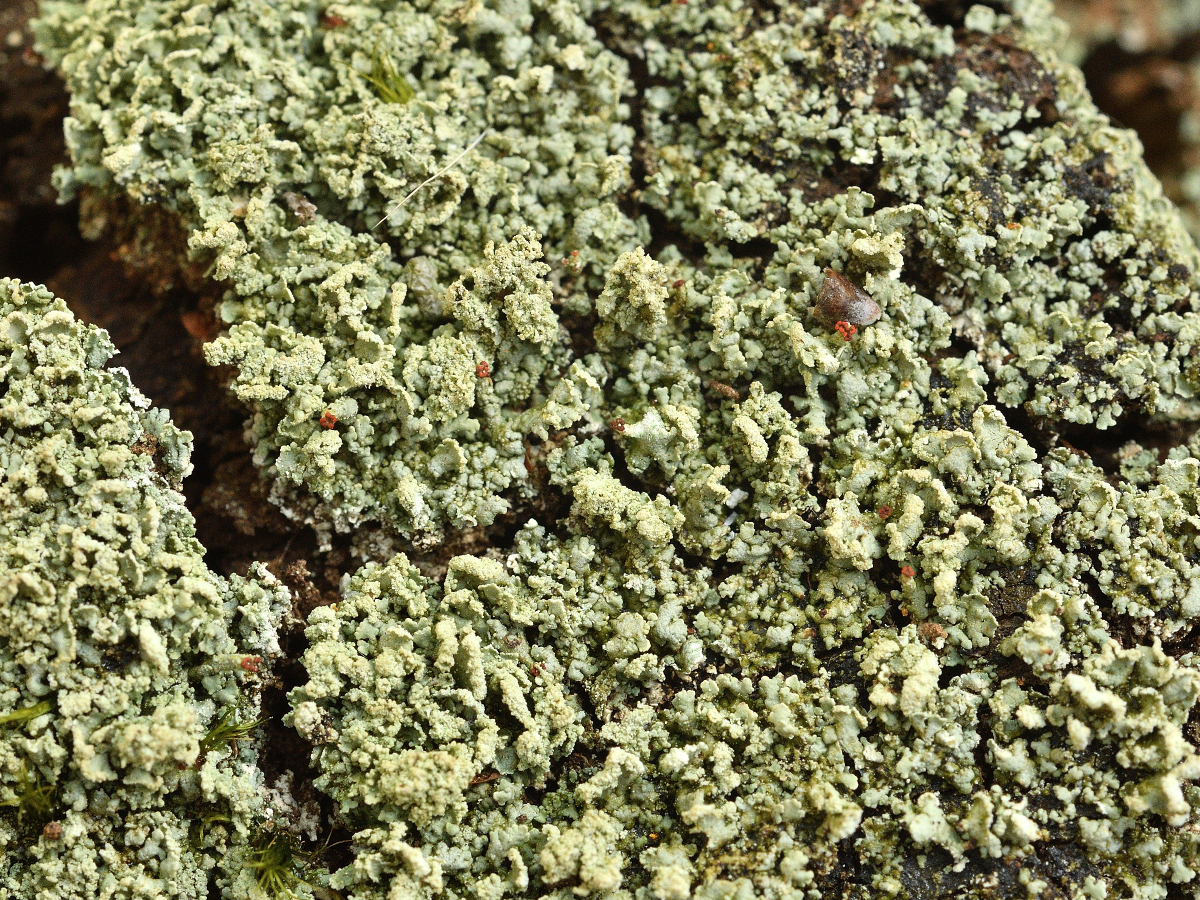 Cladonia incrassata (door Jan Freijer)