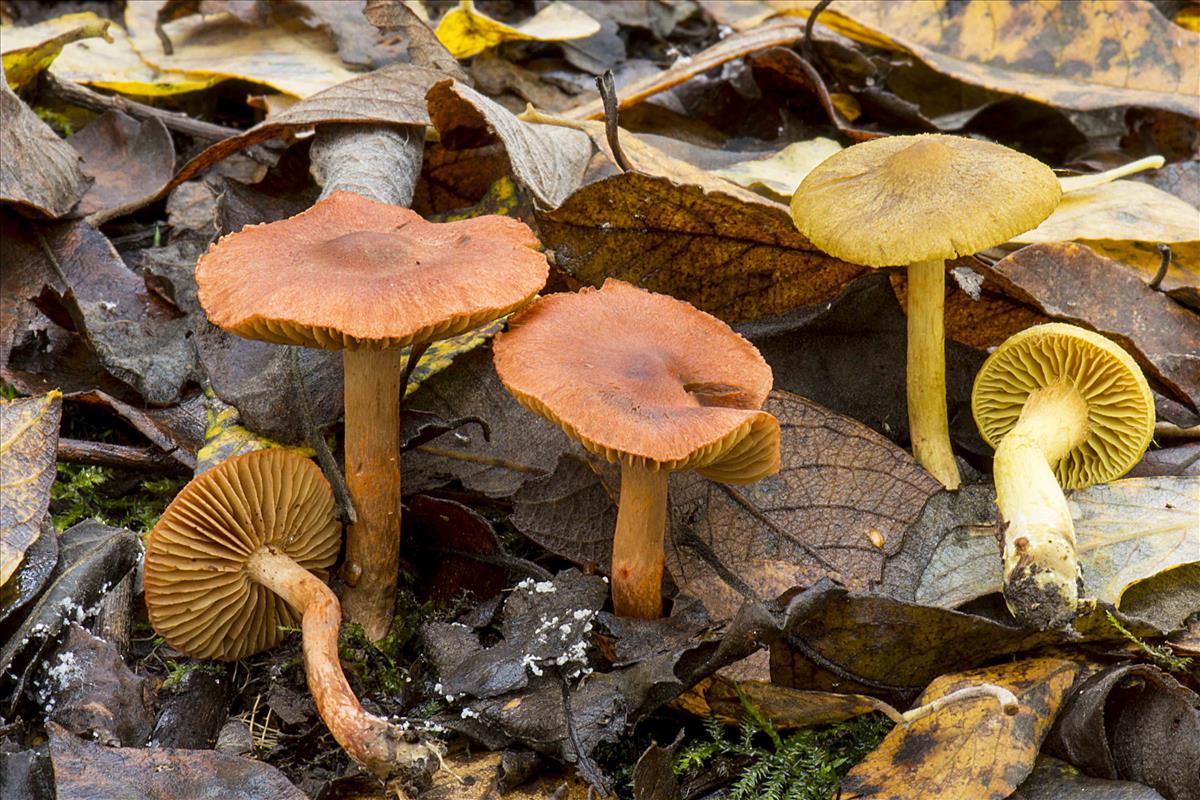 Cortinarius uliginosus (door Nico Dam)