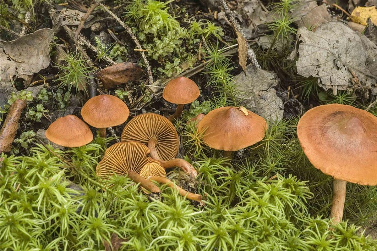 Cortinarius uliginosus (door Nico Dam)