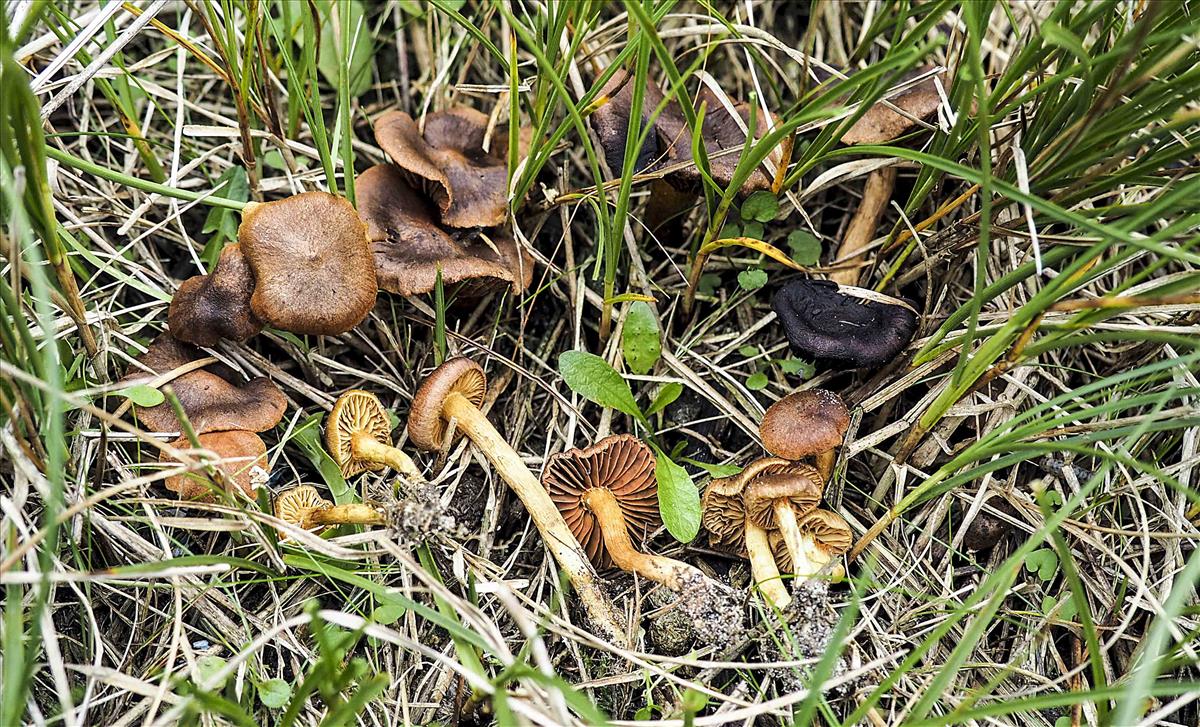 Cortinarius pratensis (door Inge Somhorst)