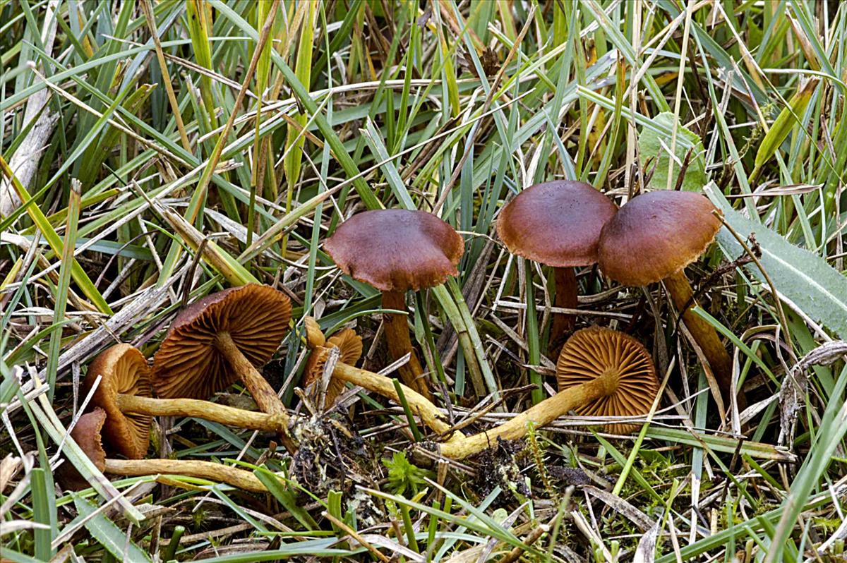 Cortinarius pratensis (door Nico Dam)