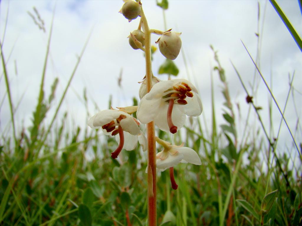 Pyrola rotundifolia (door Joop Verburg)