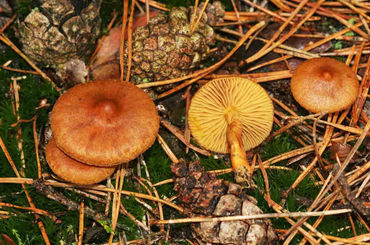 Cortinarius huronensis (door André de Haan)