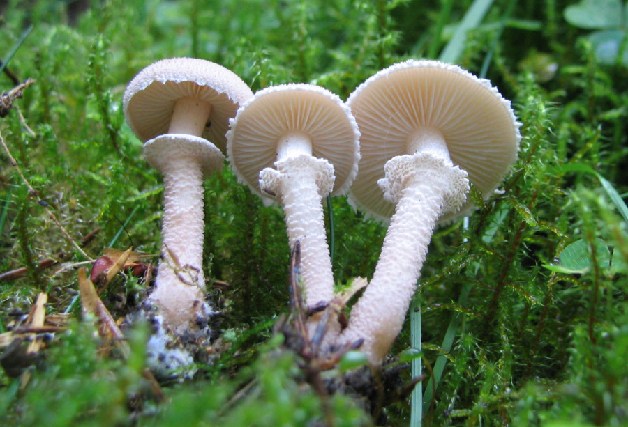 Cystoderma carcharias (door Paul Coene)