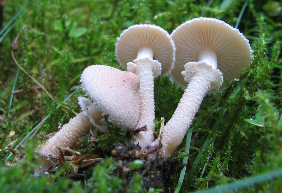 Cystoderma carcharias (door Paul Coene)