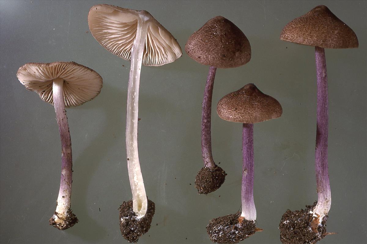 Entoloma allochroum (door Anton Hausknecht)