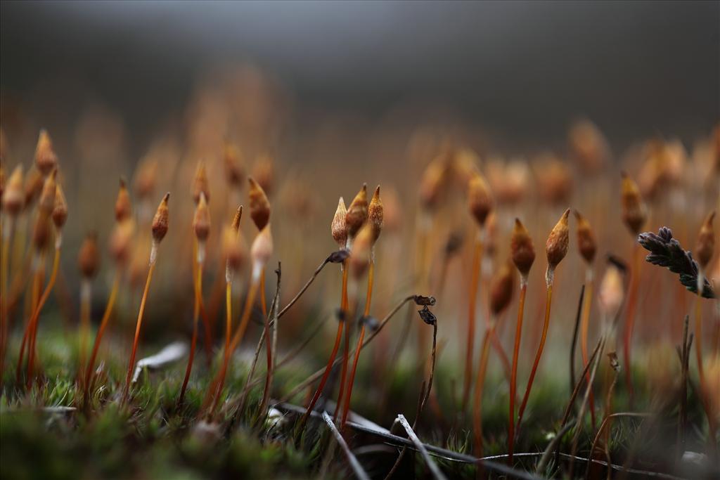 Polytrichum juniperinum (door Gerard Blokhuis)