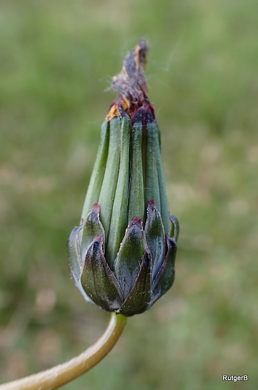 Taraxacum pietii-oosterveldii (door Rutger Barendse)