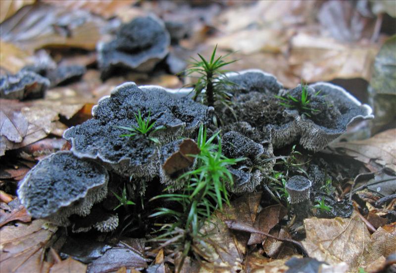 Phellodon niger (door Hannie Wijers)