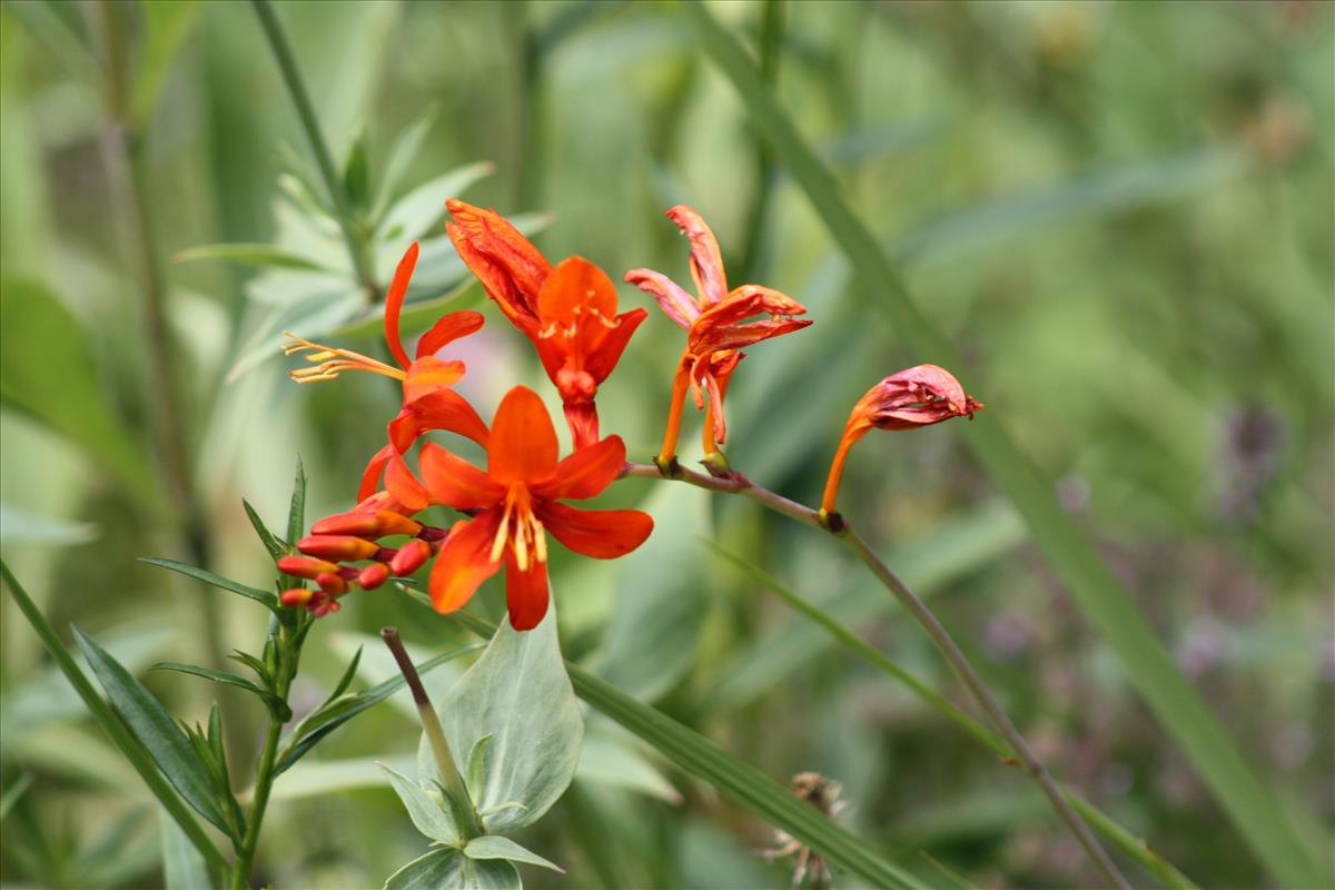 Crocosmia x crocosmiiflora (door Toon Verrijdt)