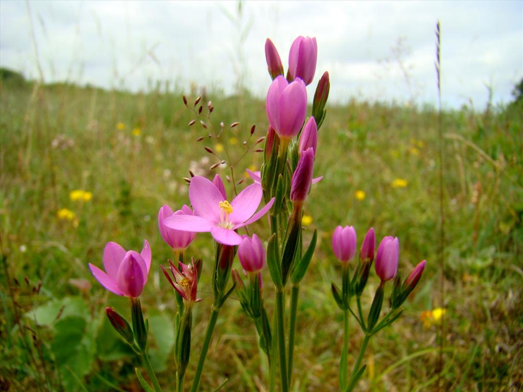 Centaurium littorale (door Joop Verburg)