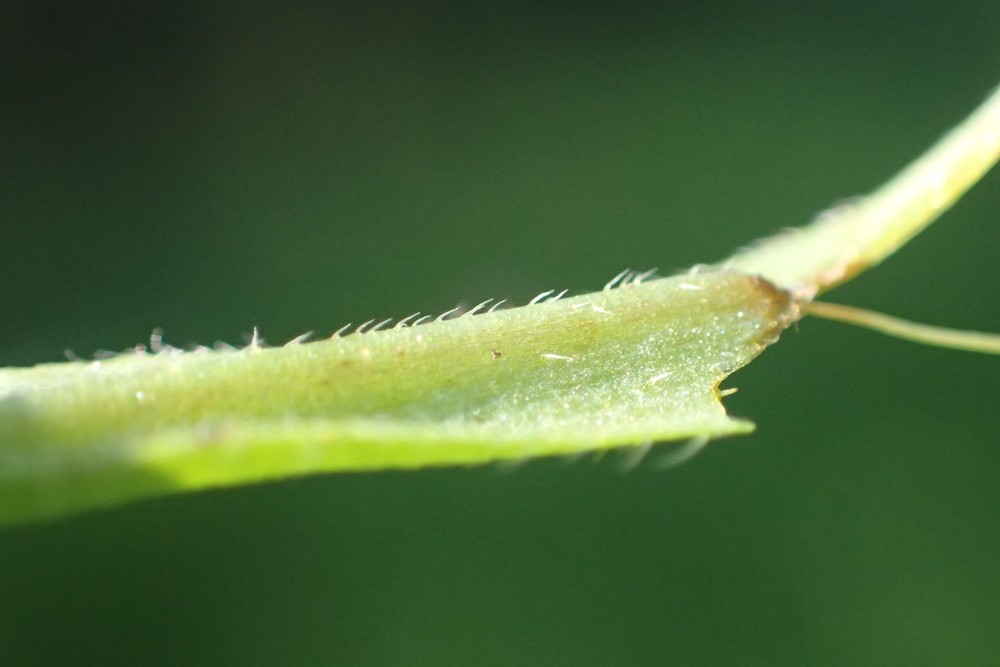 Myosotis scorpioides subsp. nemorosa (door Stef van Walsum)