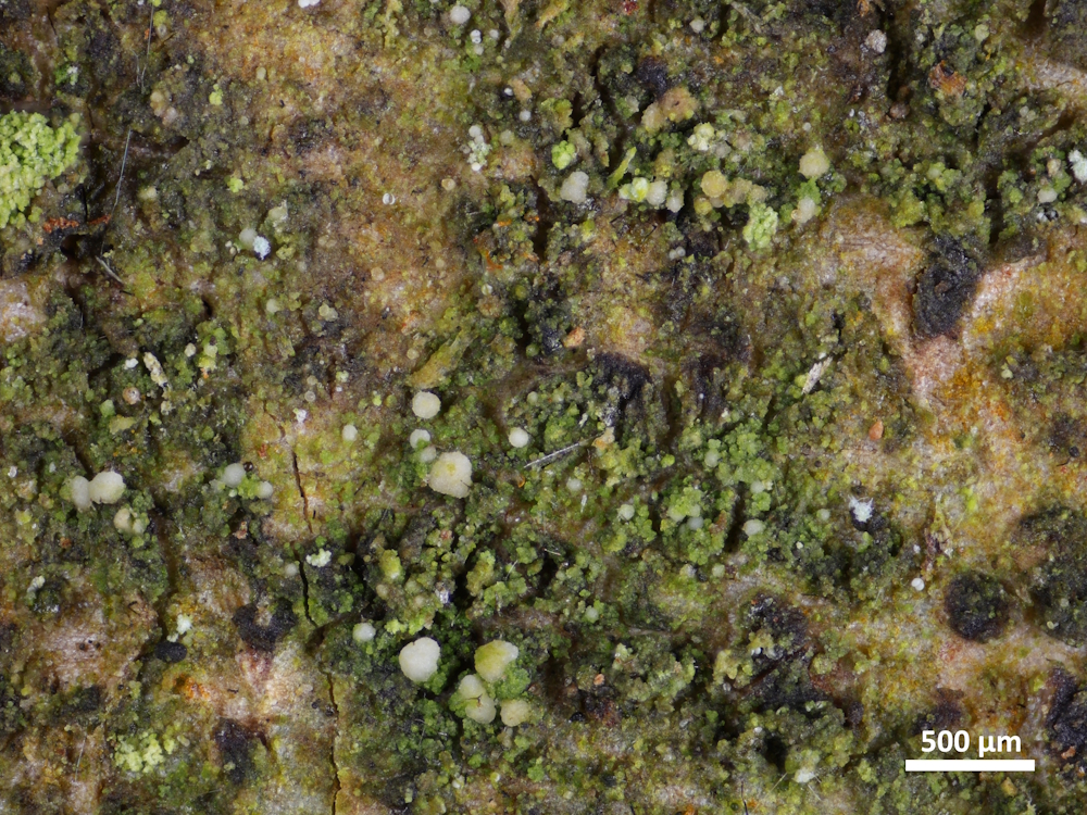 Micarea micrococca (door Henk-Jan van der Kolk)