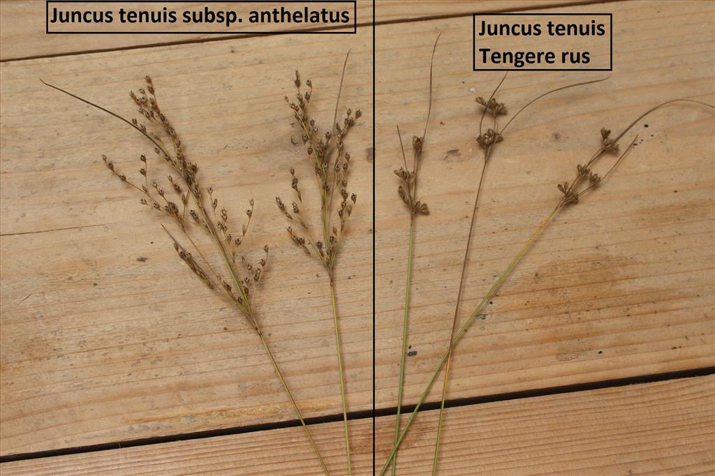 Juncus anthelatus (door Niels Eimers)