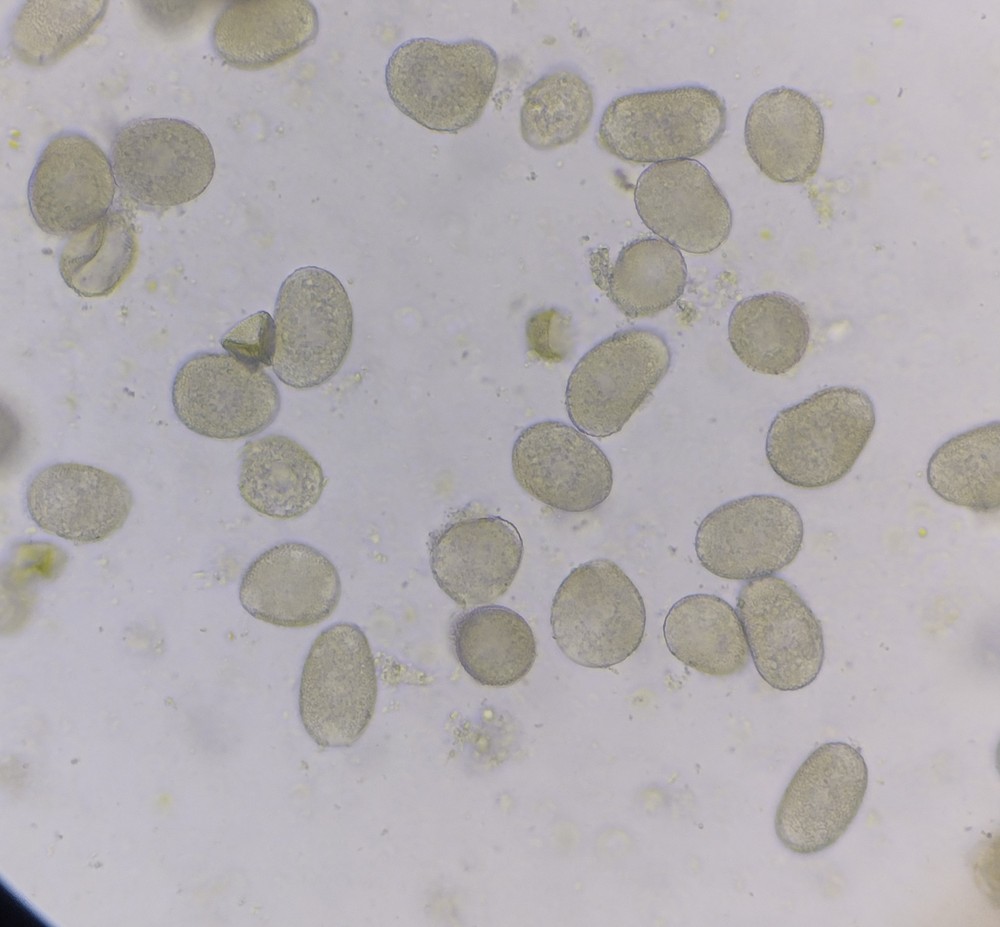 Callitriche platycarpa (door Stef van Walsum)